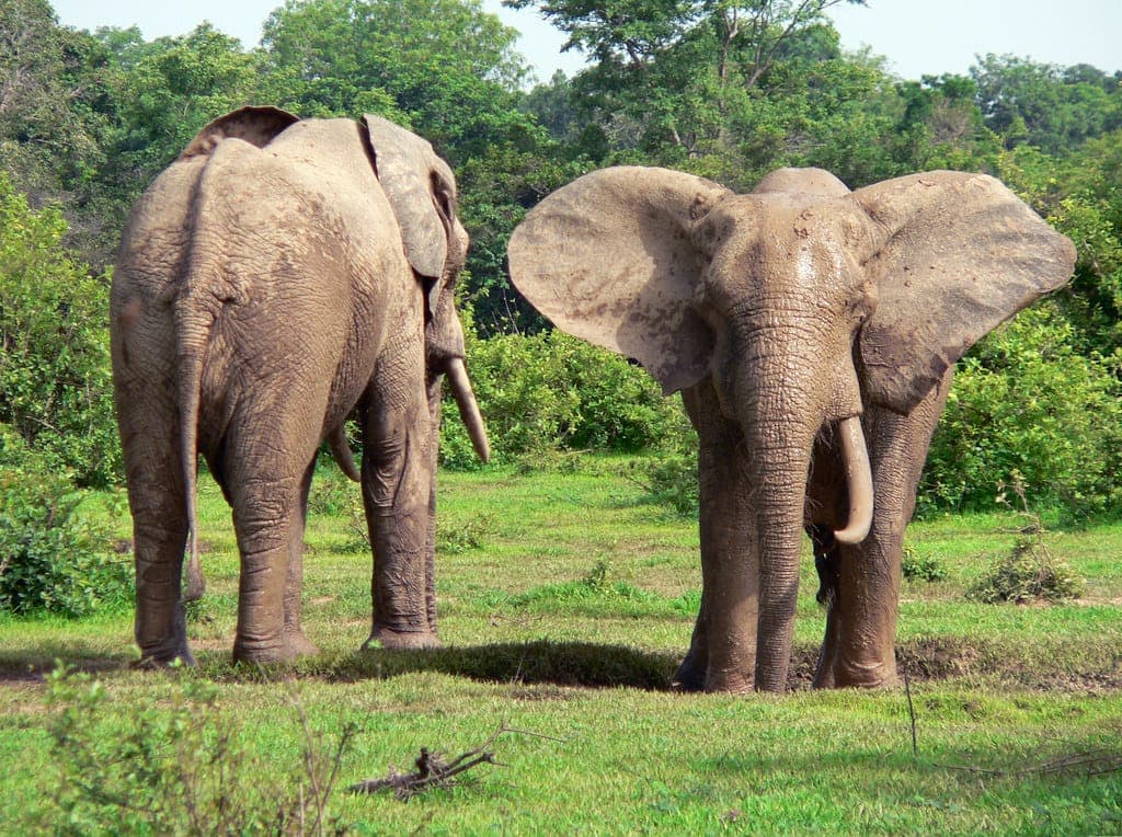 Two African elephants in the savanna grasslands